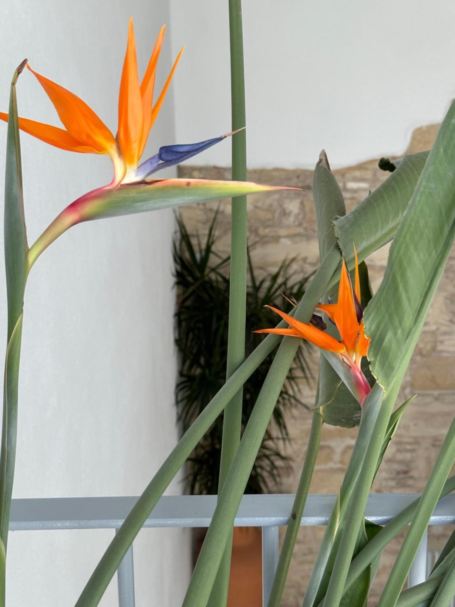 חרז Casa Nuna Modern Loft With Private Garden Terrace מראה חיצוני תמונה