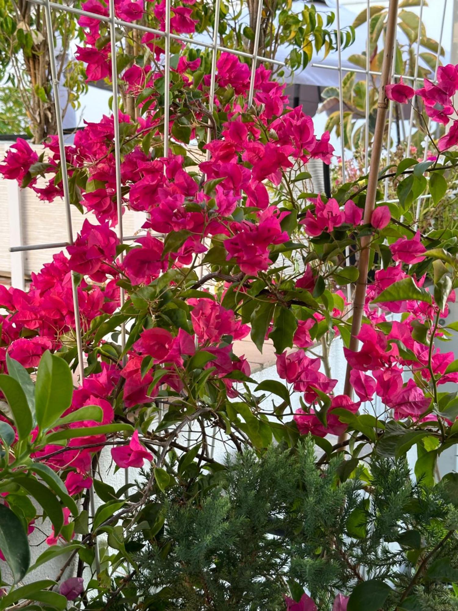 חרז Casa Nuna Modern Loft With Private Garden Terrace מראה חיצוני תמונה